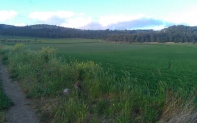 PUGLIA : COLDIRETTI : RISCHIO ESTINZIONE VEGETAZIONI